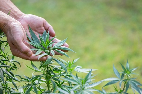 En el país hay más de un millón y medio de usuarios de cannabis